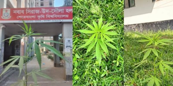 শেরেবাংলা কৃষি বিশ্ববিদ্যালয়ের হলজুড়ে গাঁজা গাছ